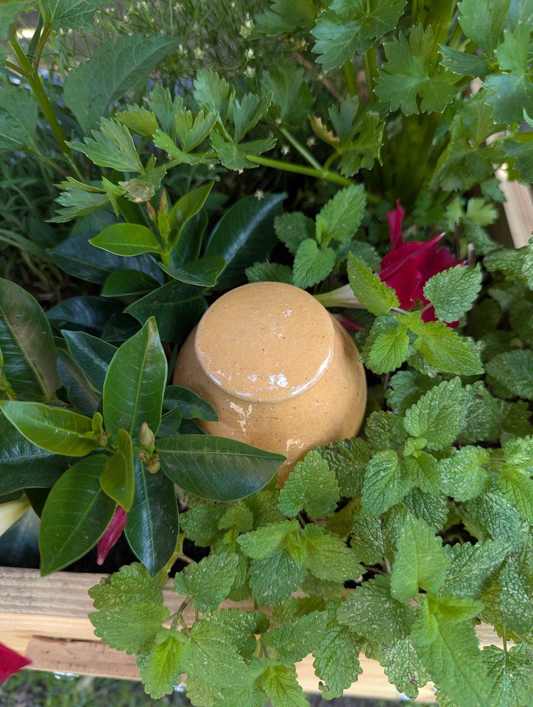  - Olla à planter 30cl translucide - Lowreka