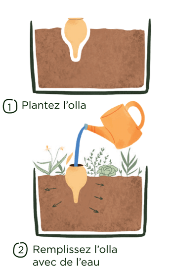  - Olla à planter 50cl translucide - Lowreka