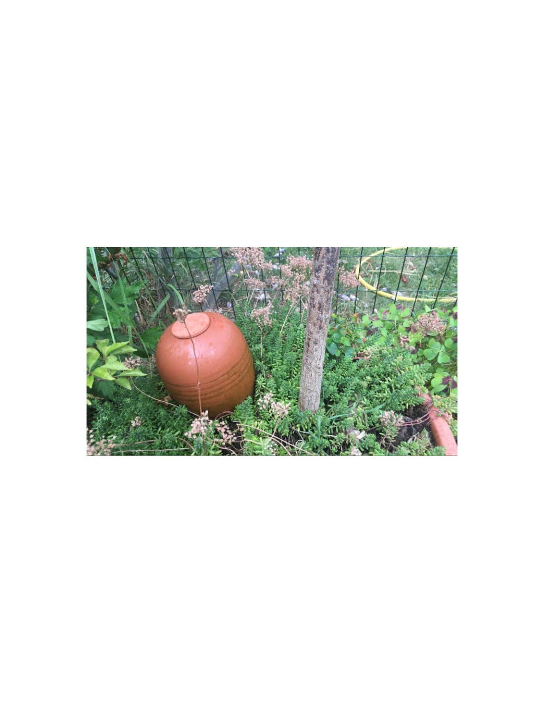  - Oyas® à planter - format M - Lowreka